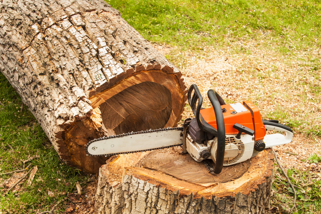 Tree Removal Services in New Jersey | DHI4U