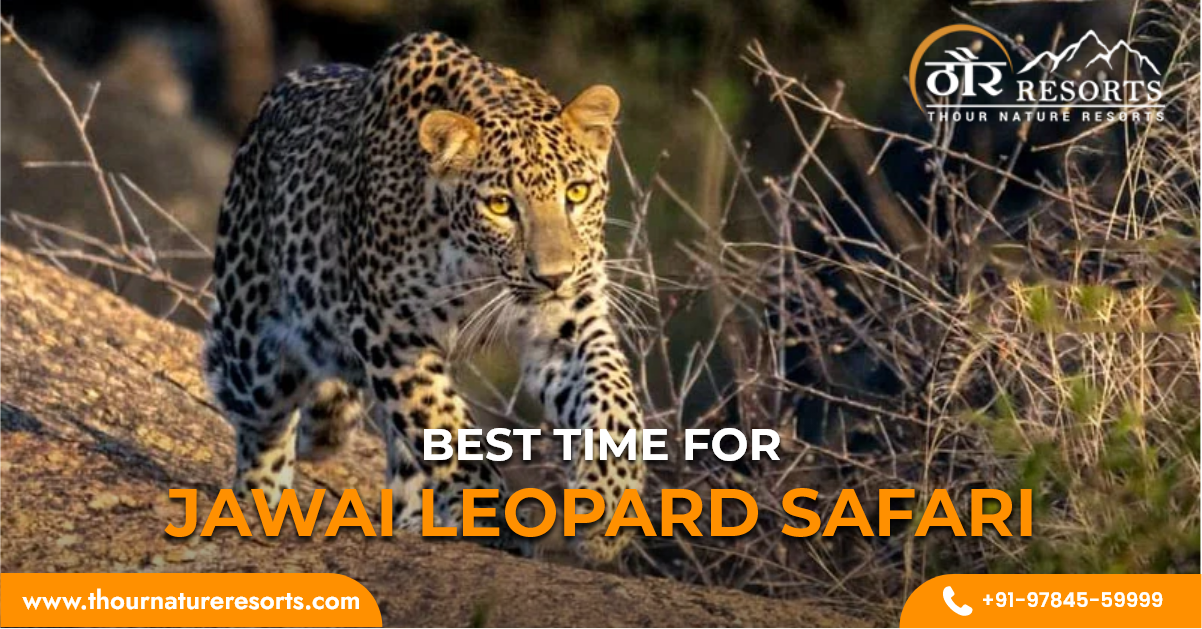 Best Time to Do Leopard Safari in Jawai Bandh
