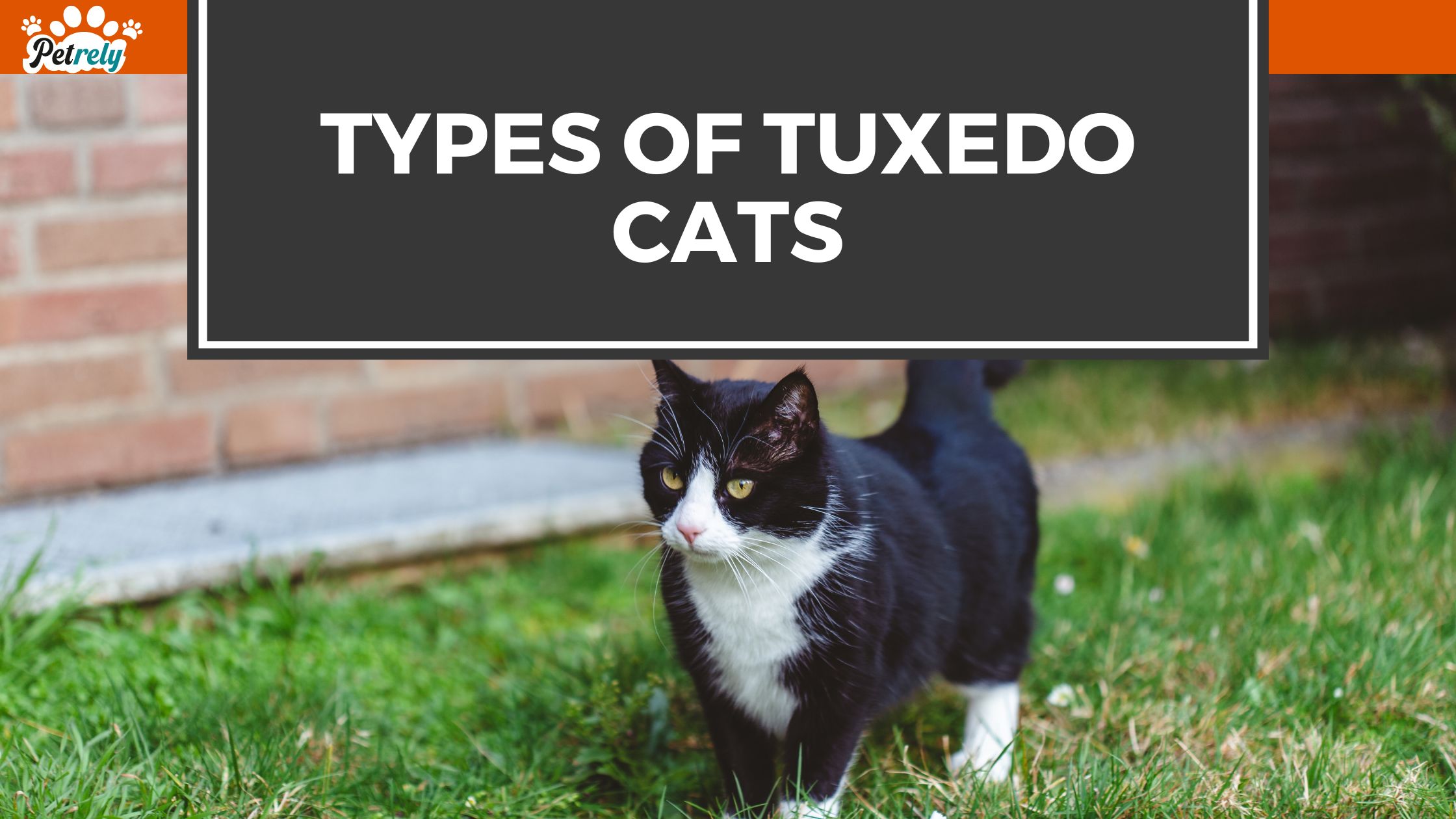 Types of Tuxedo Cat Personality Traits